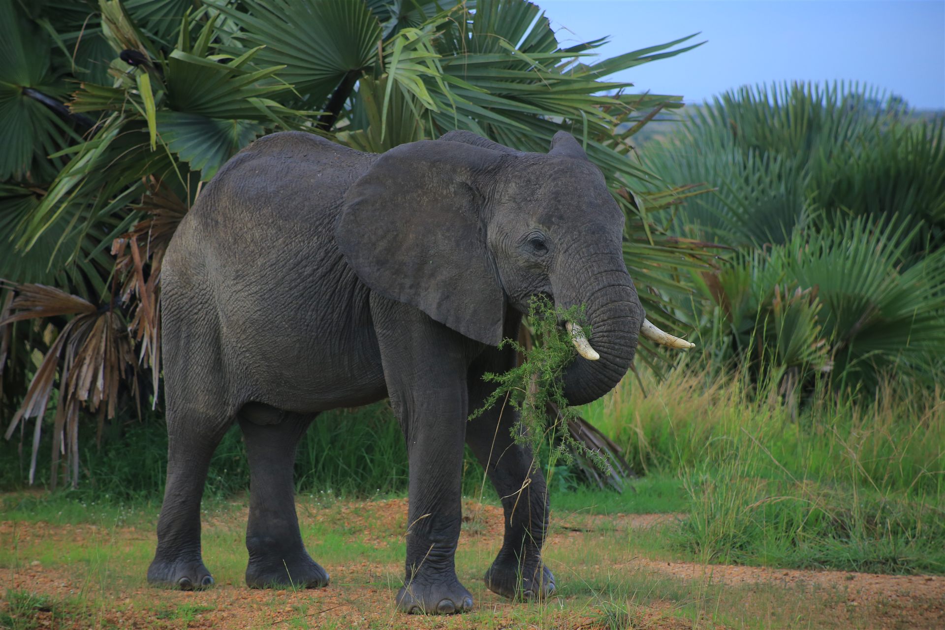 Uganda travel landscape