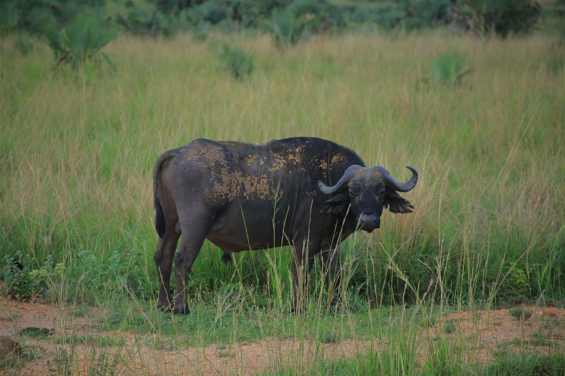 Uganda travel landscape