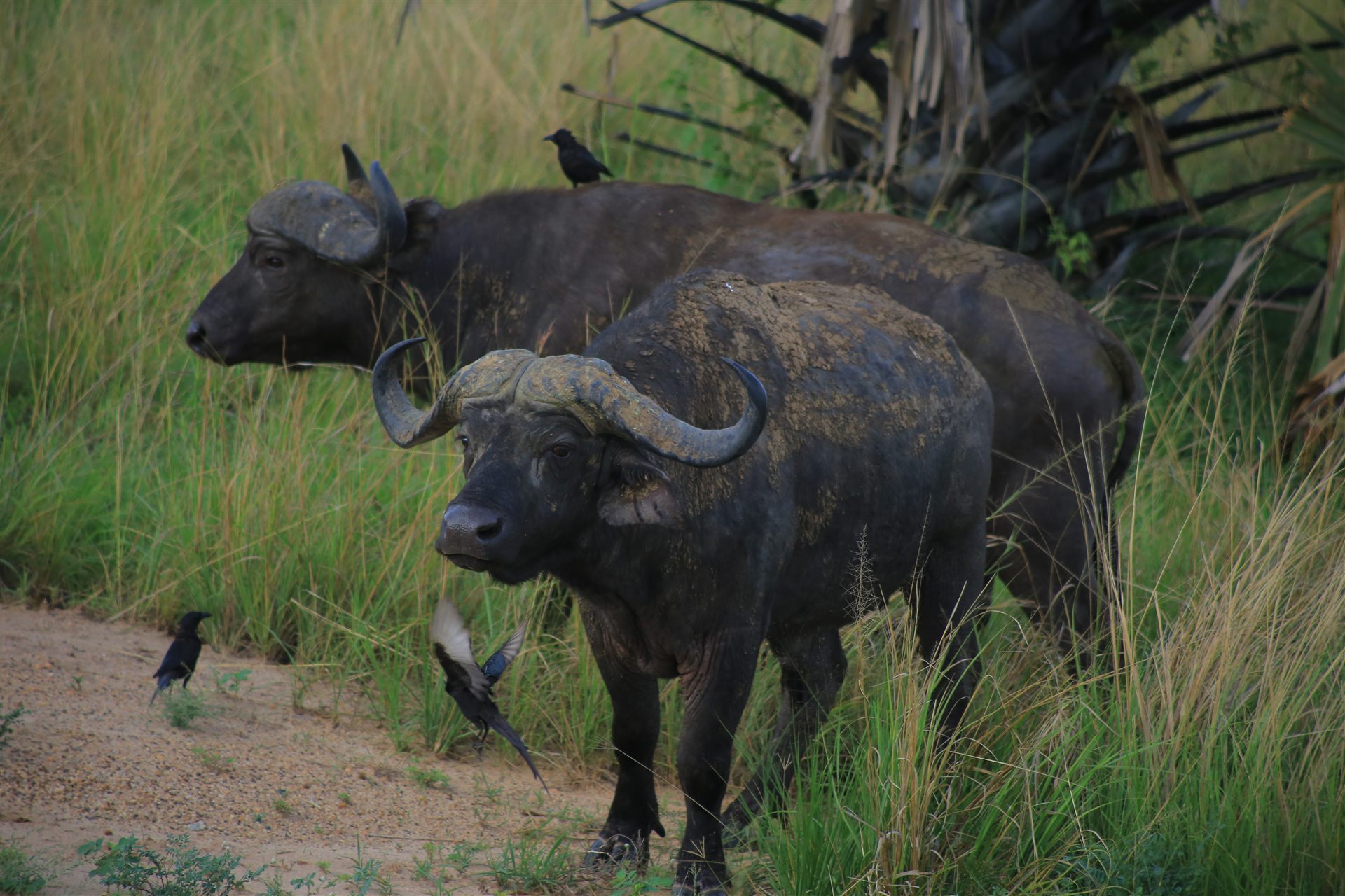 Uganda travel landscape