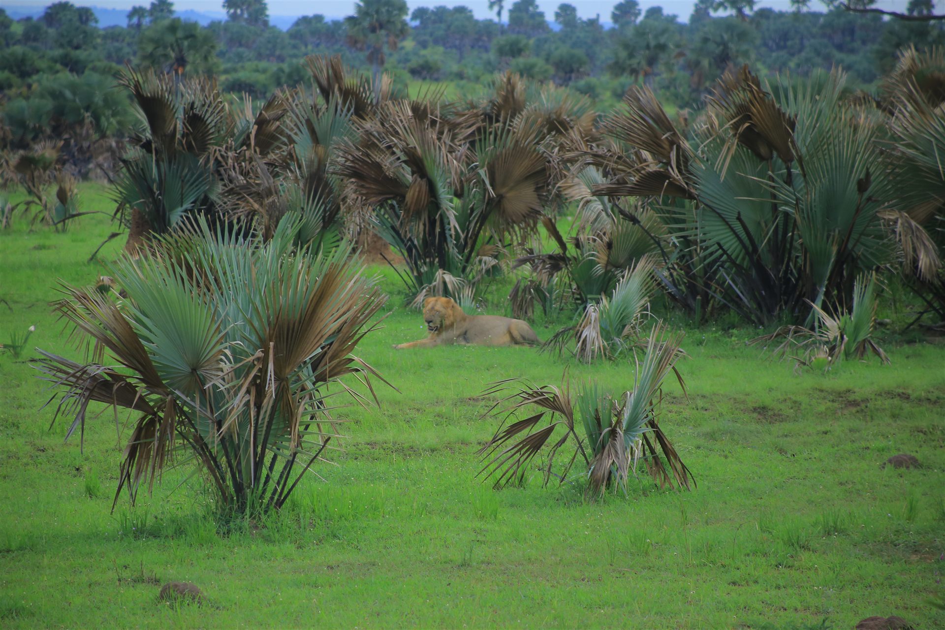 Uganda travel landscape