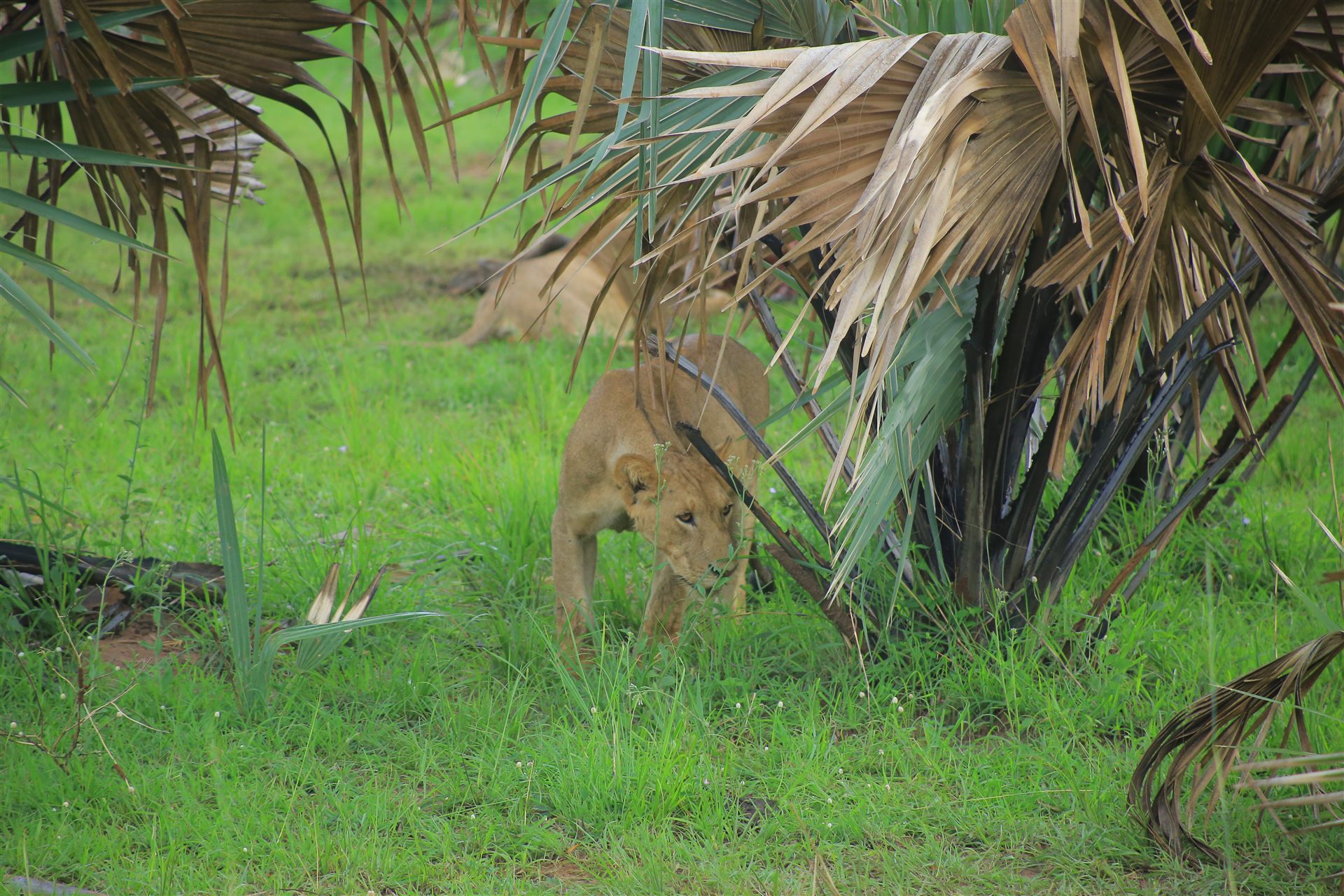 Uganda travel landscape
