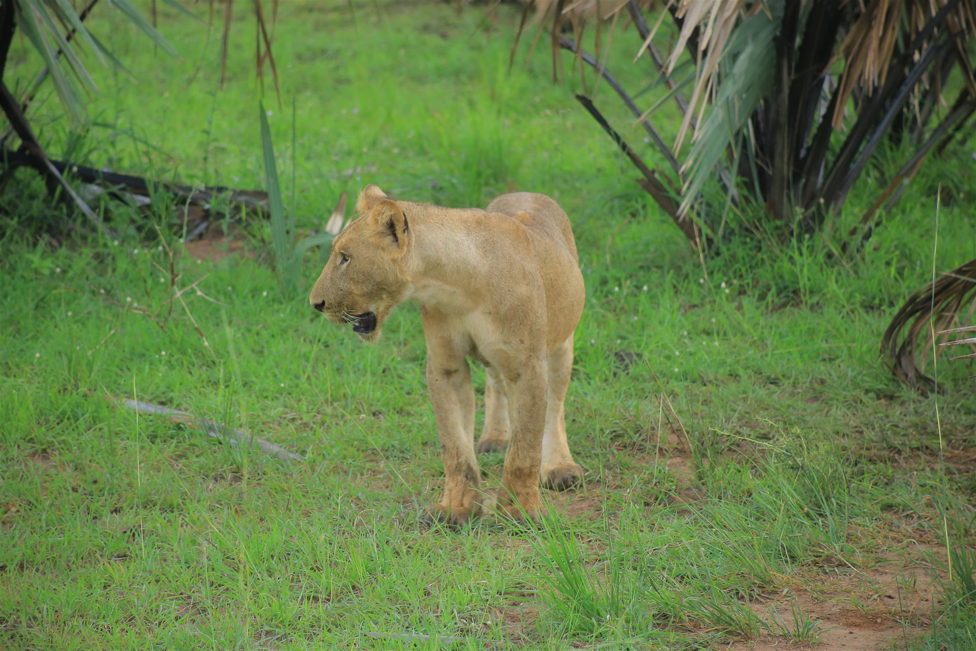 Uganda travel landscape