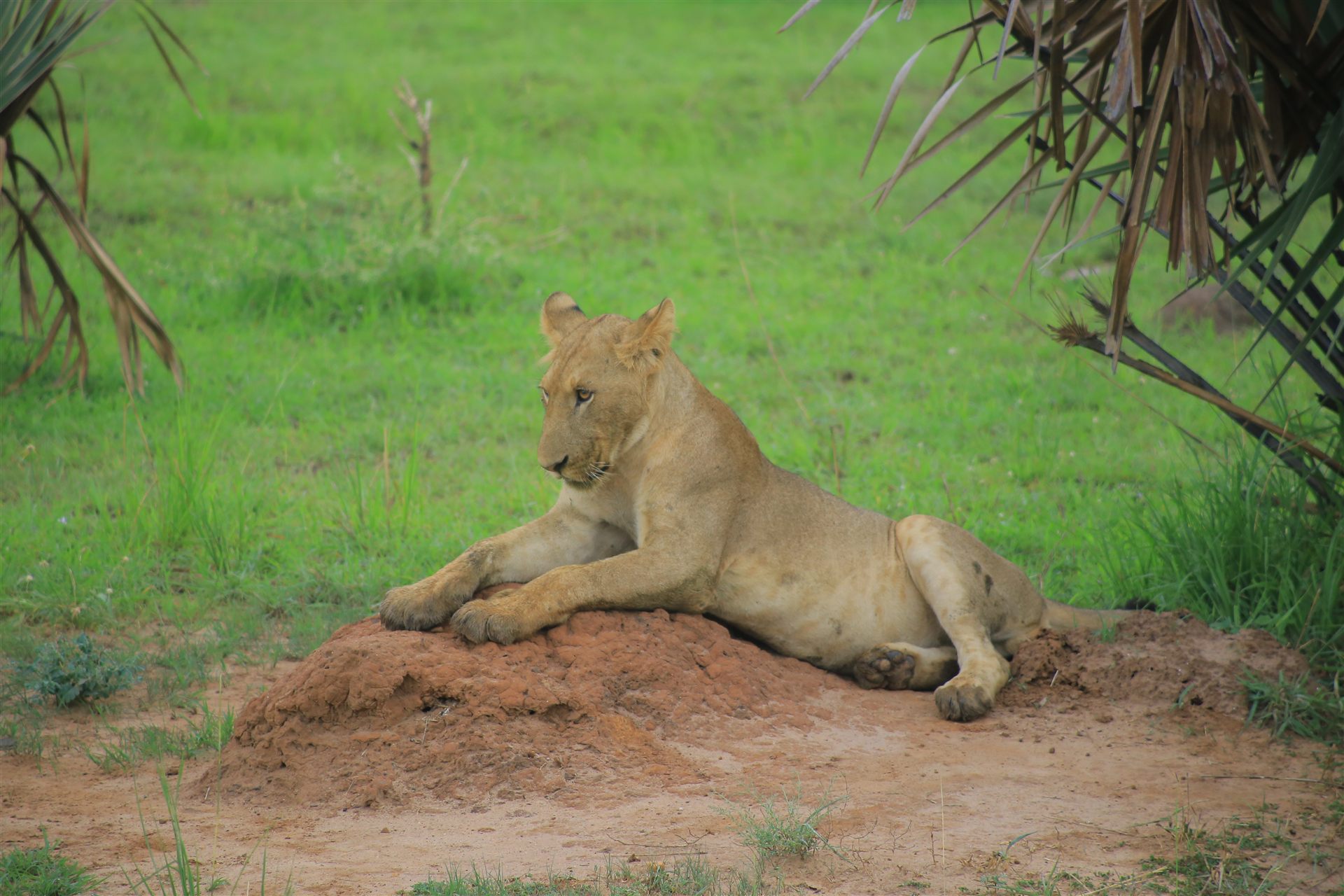 Uganda travel landscape