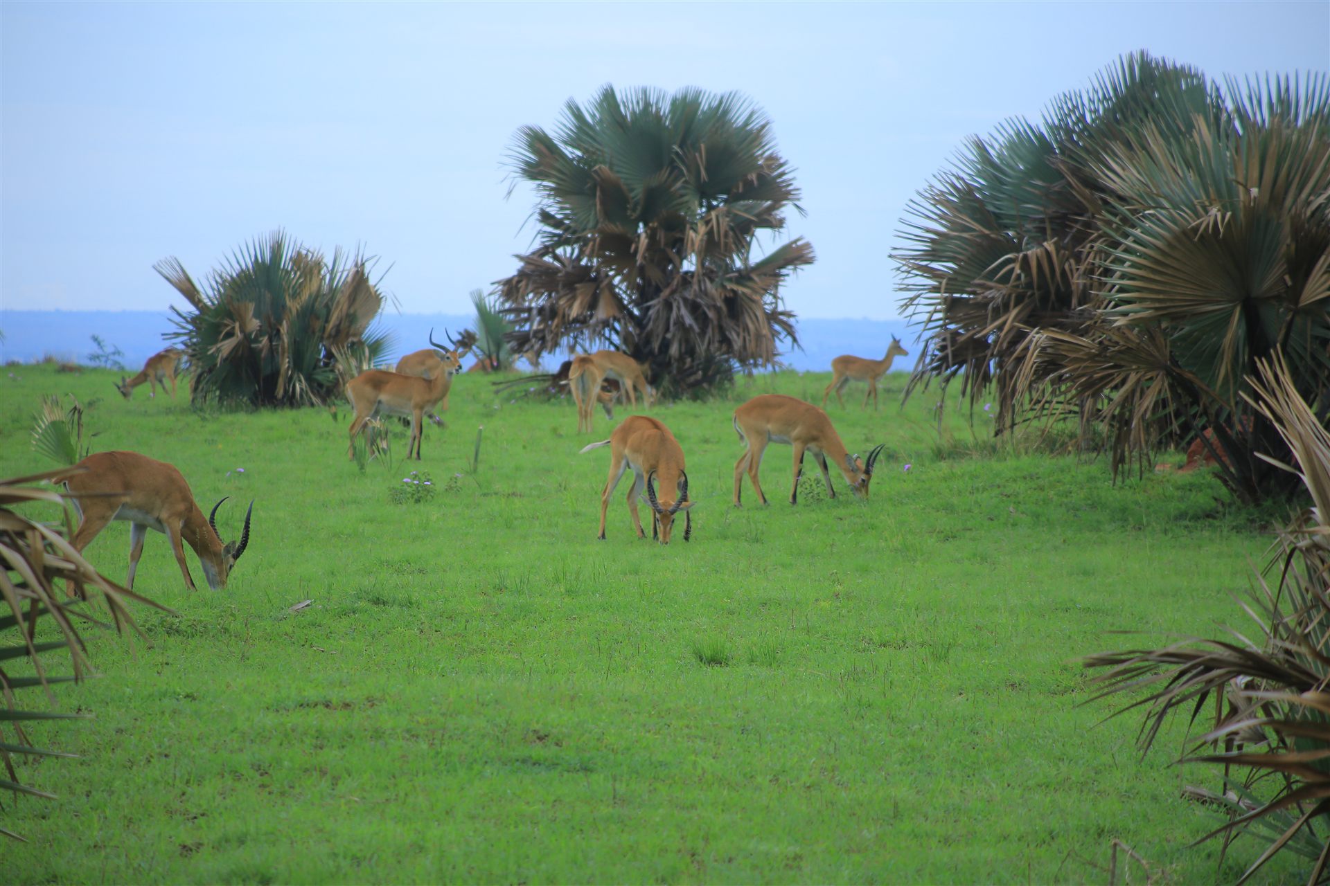 Uganda travel landscape