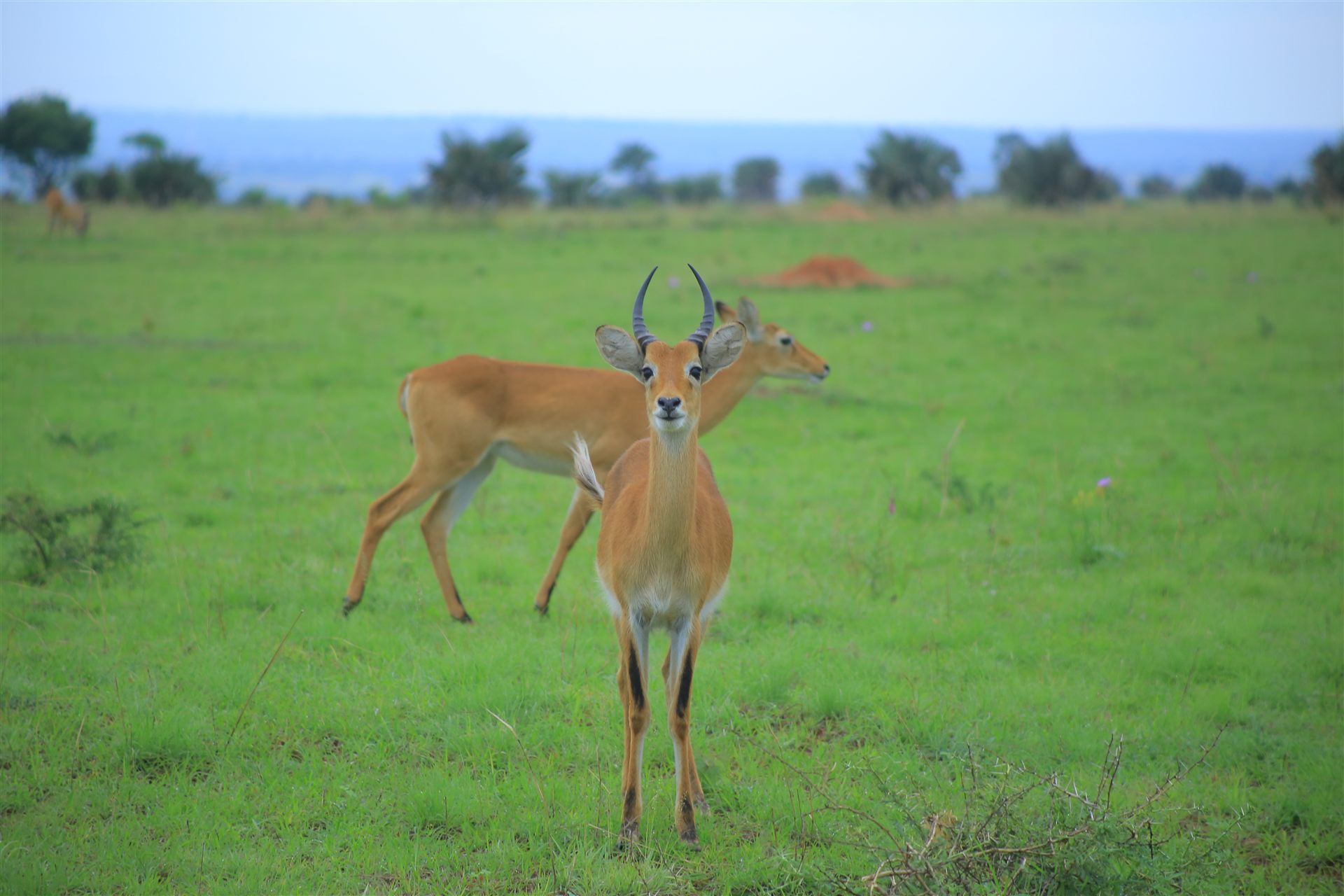 Uganda travel landscape