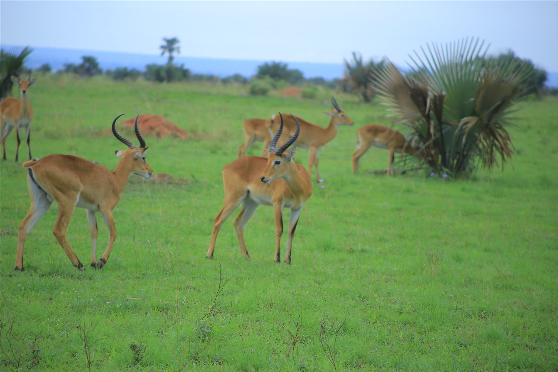 Uganda travel landscape