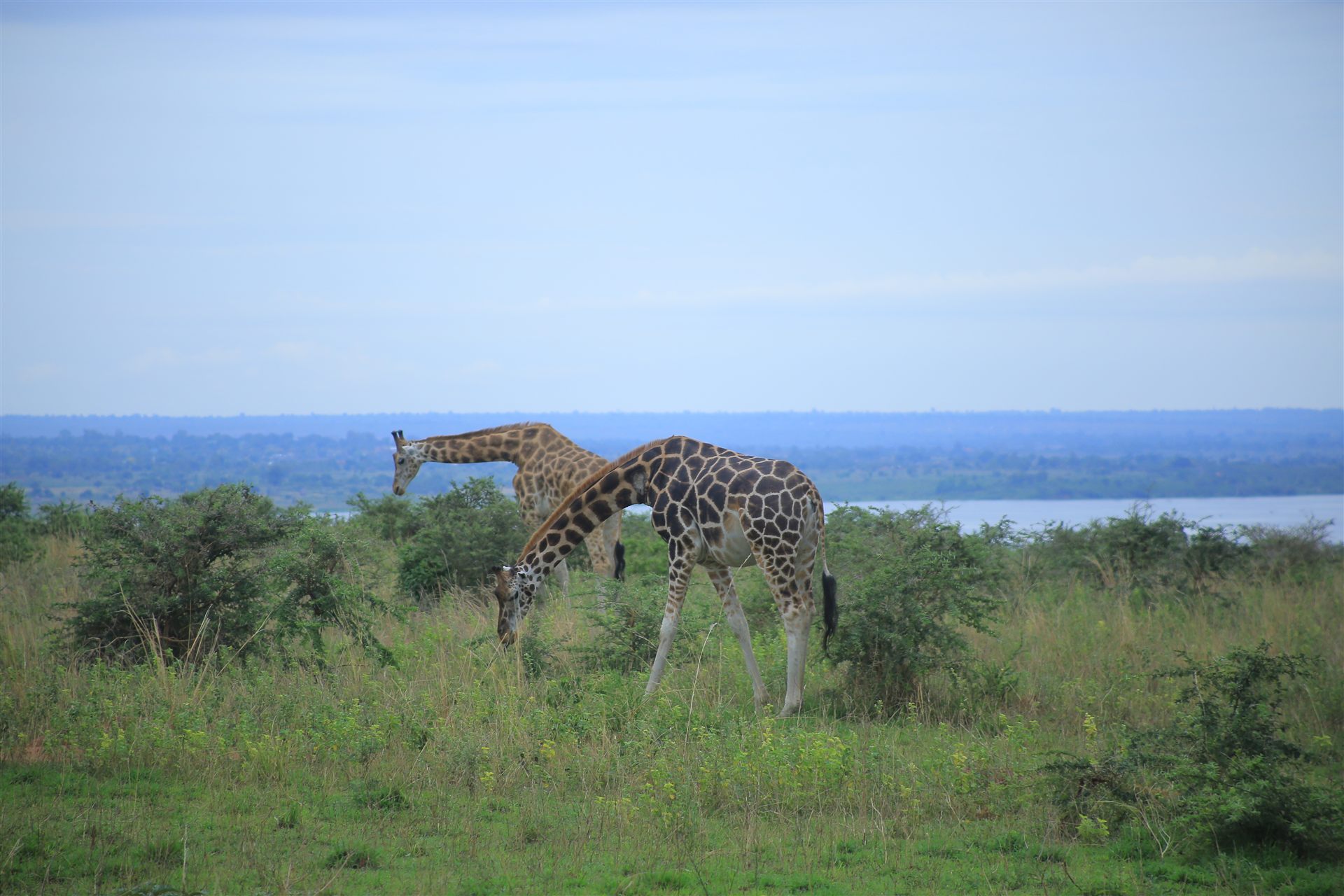 Uganda travel landscape