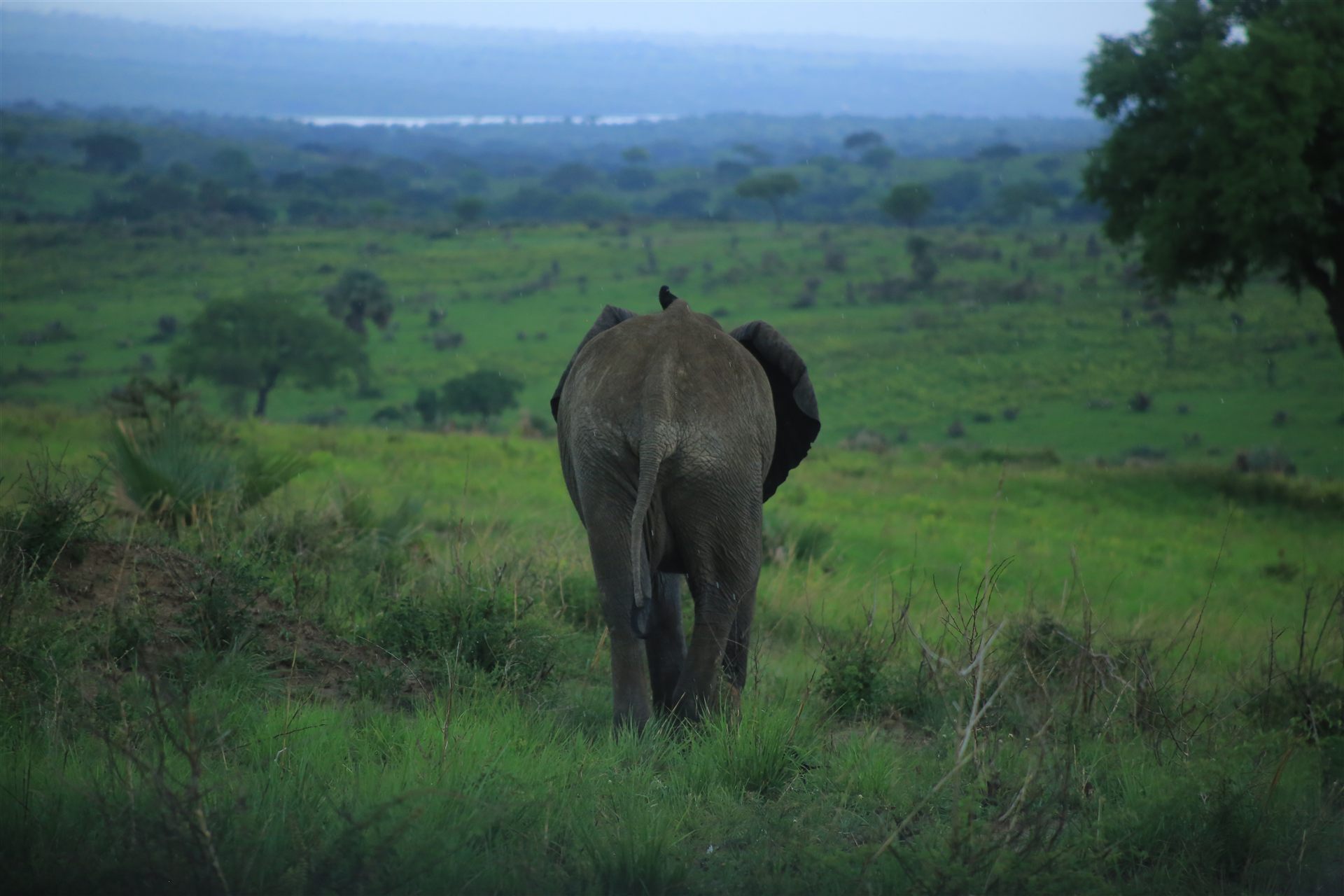 Uganda travel landscape