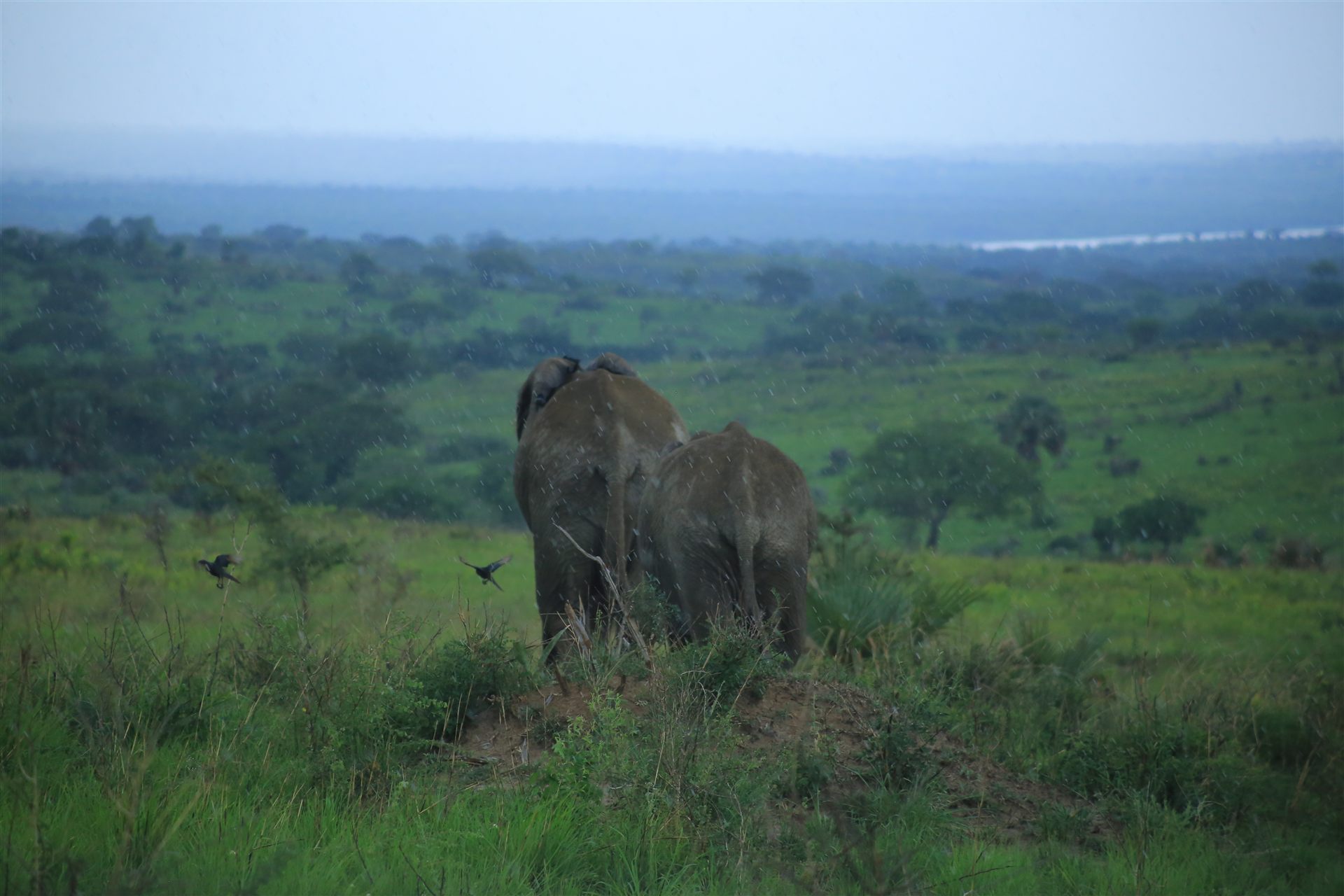 Uganda travel landscape